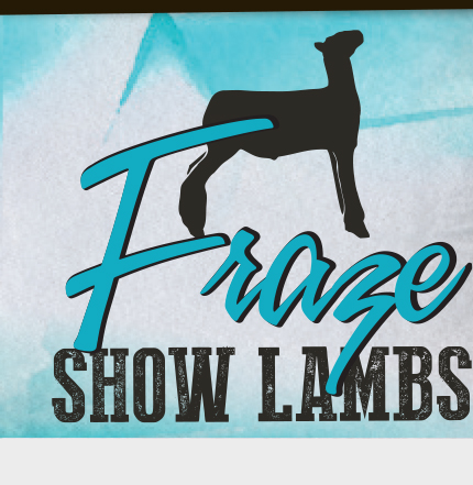 Fraze Show Lambs
